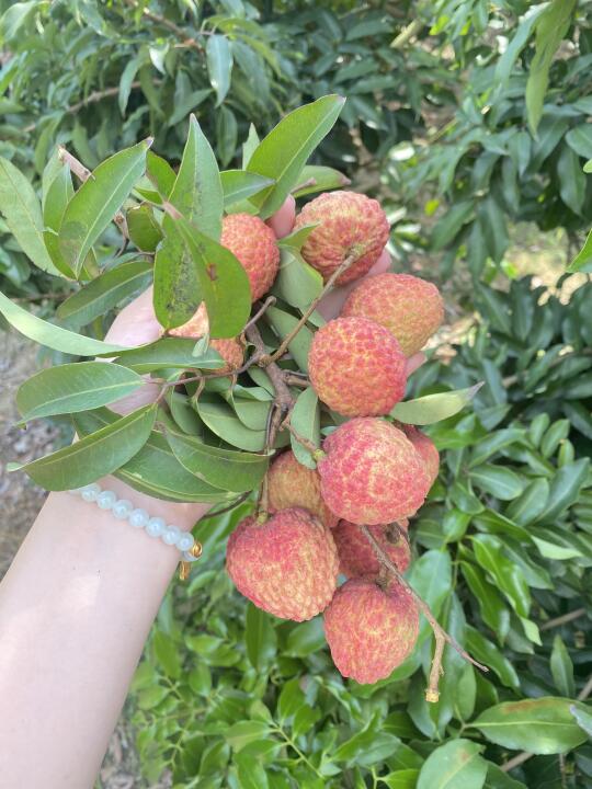 摘荔枝啦💃