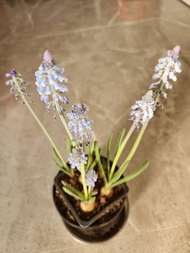 你见过葡萄风信子吗？
我去市场看到了名叫🍇葡萄的风信子，感到很希奇，就把它买回