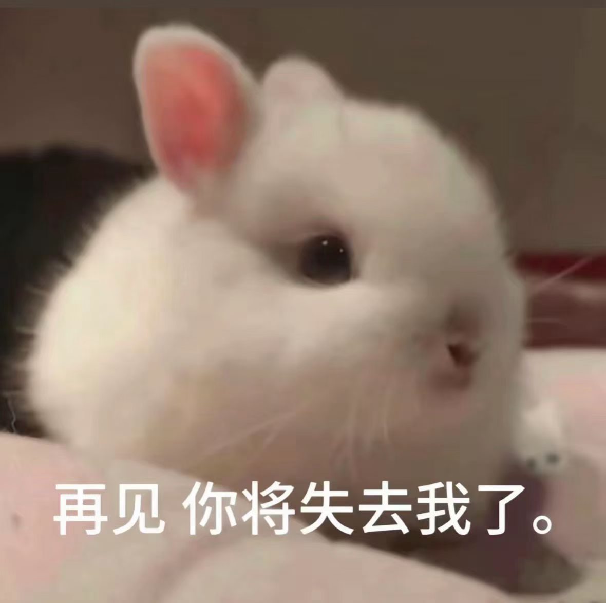 你就继续放置我吧，想和我聊天的已经排到了法国，你即将失去一个可爱的小宝宝(՞⸝⸝