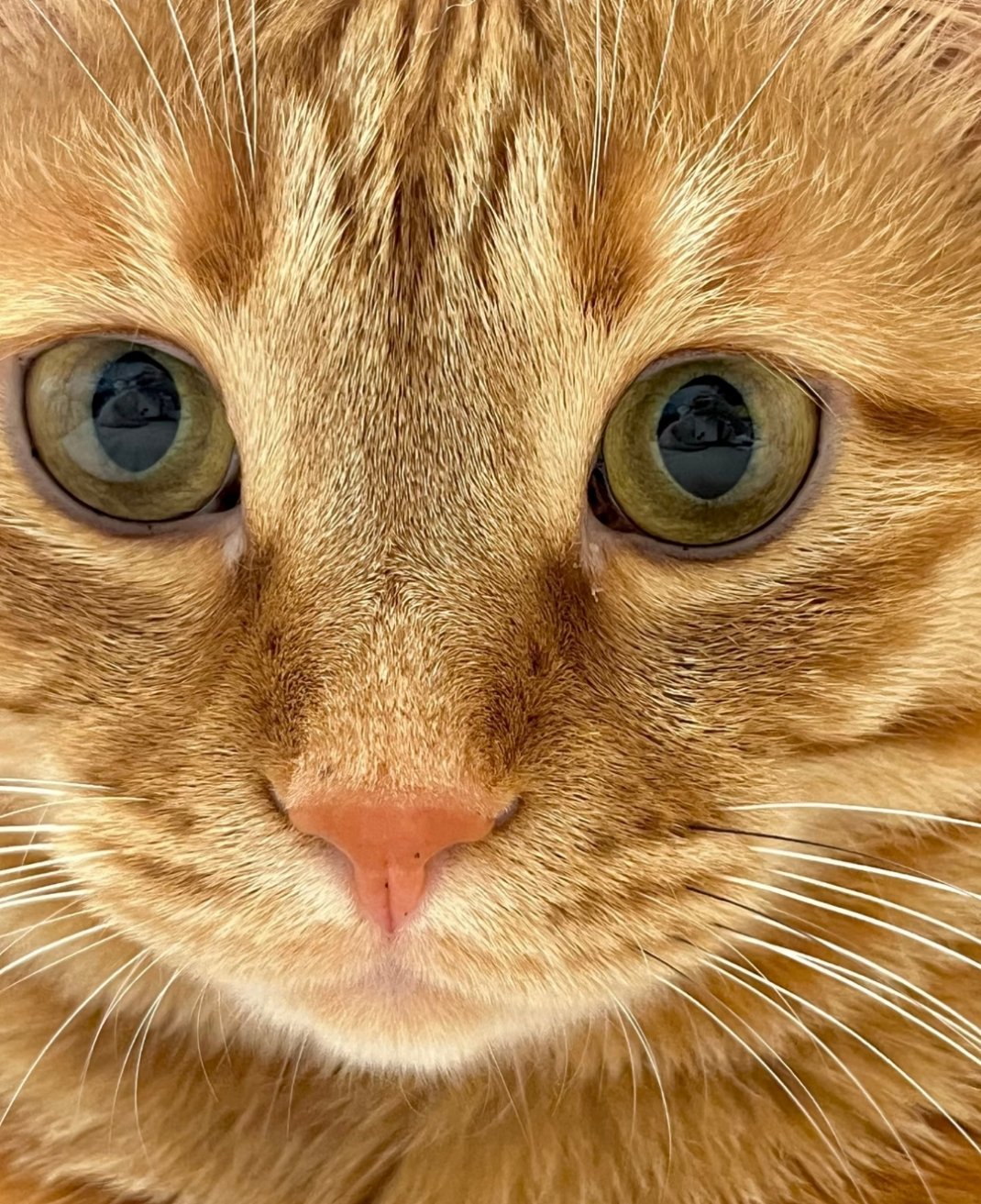 粉粉嫩嫩的猫爪，太萌了动物奇趣