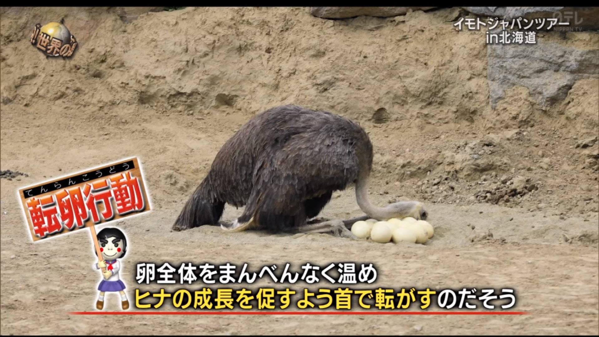 秃头最大的优势，希望这能安慰那些秃头的人[允悲]日本电视台告诉我们：鸵鸟很喜欢光