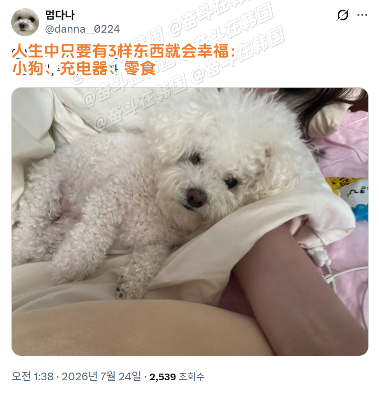 人生中只要有3样东西就会幸福：小狗、充电器、零食。海外新鲜事 热点现场