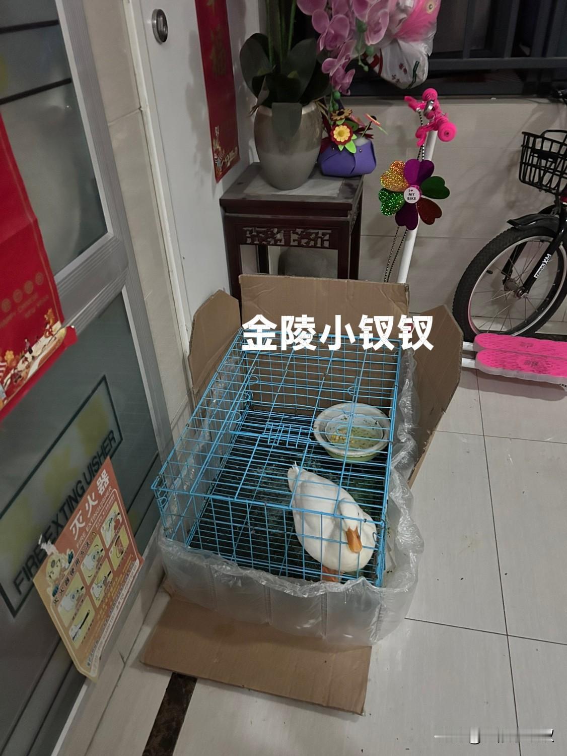 买了个祖宗回来！

话说俺家的鸭子买回来，真如我第一次写的那样，这根本不是俺家葛