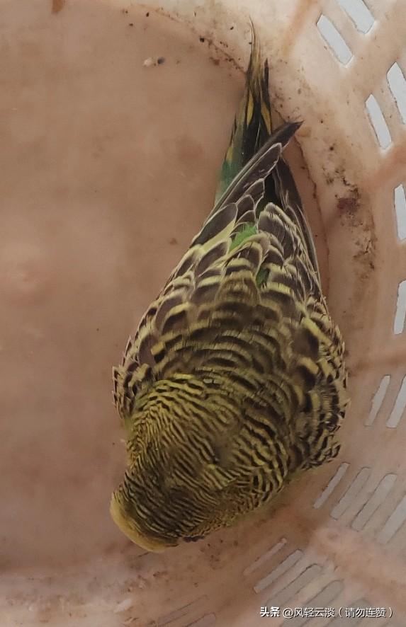 哈哈哈，今天运气好爆了，居然捡到了一只鹦鹉，好可爱呀