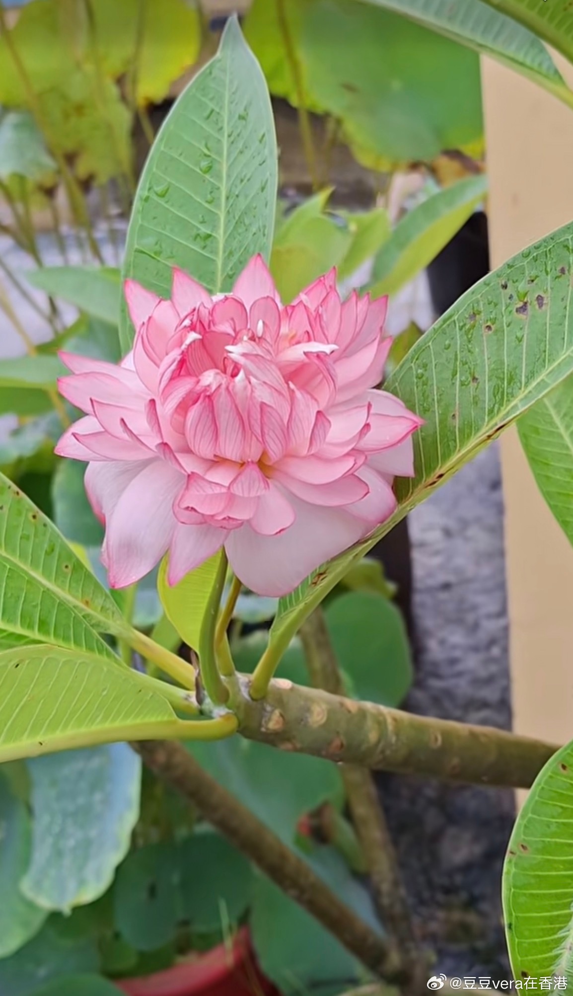美得国色天香，像牡丹生在树上！ 又像千瓣莲生在树上！太美了！ ​​​