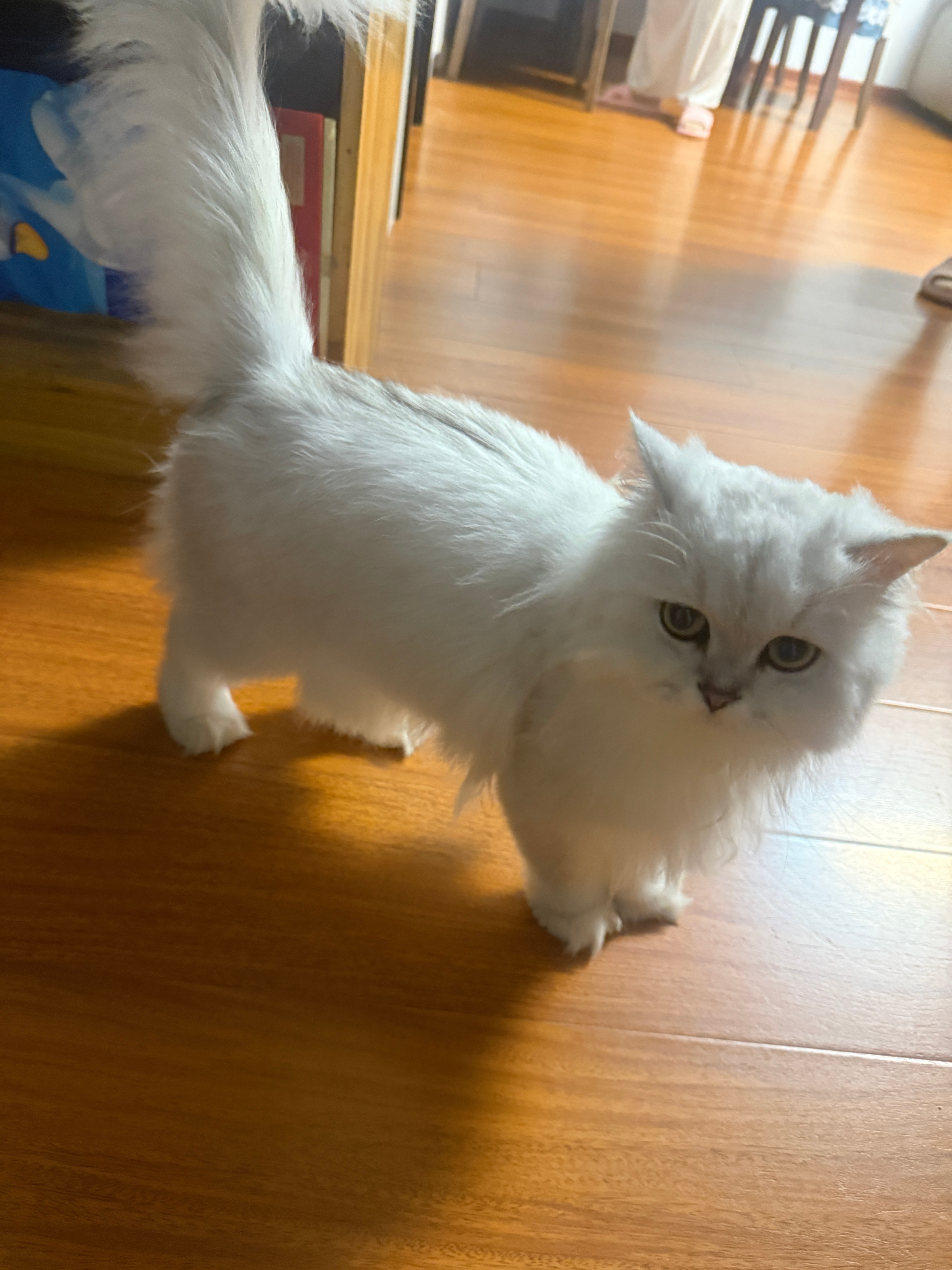 表弟出差了 想把他的猫偷走养几天我家快成动物园了