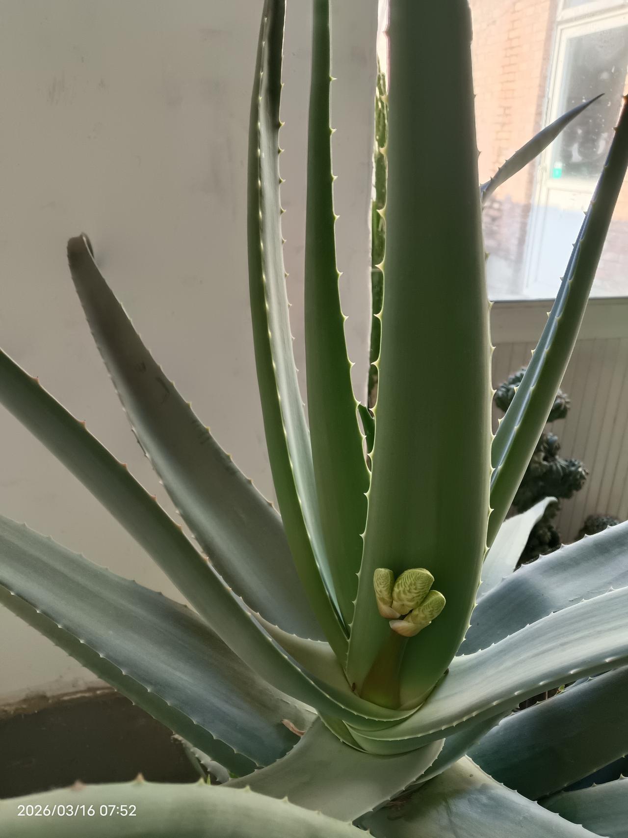 今天突然发现我养的芦荟冒出了一个小芽，大概是要开花，这应该是个好兆头吧……