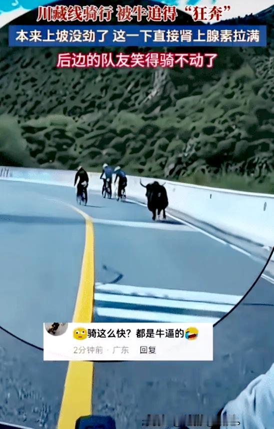 “笑死我了！”318川藏线西藏段，三名男子骑行，突然，冒出一头牛在后面追他们，由