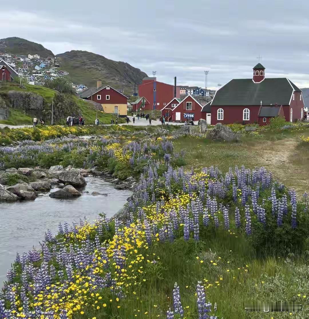 格陵兰岛冰雪覆盖，鸟不拉屎，全岛只有几棵小白桦，小柳树，歪歪扭扭的长不高 ，鱼比