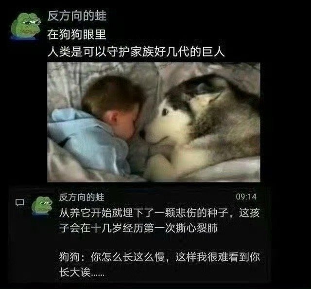 狗狗泪目！成长太慢，我等得好辛苦[泪][泪] ​​​