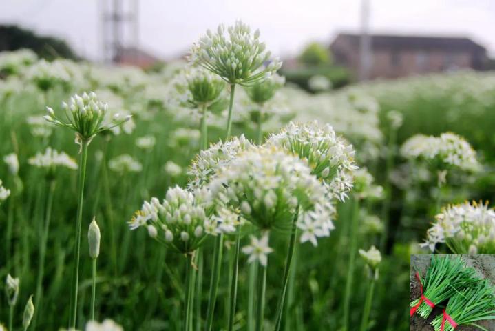 记录我的2026没想到葱的花也这么好看呢。今天挺郁闷的本来想早点睡结果却失眠了在