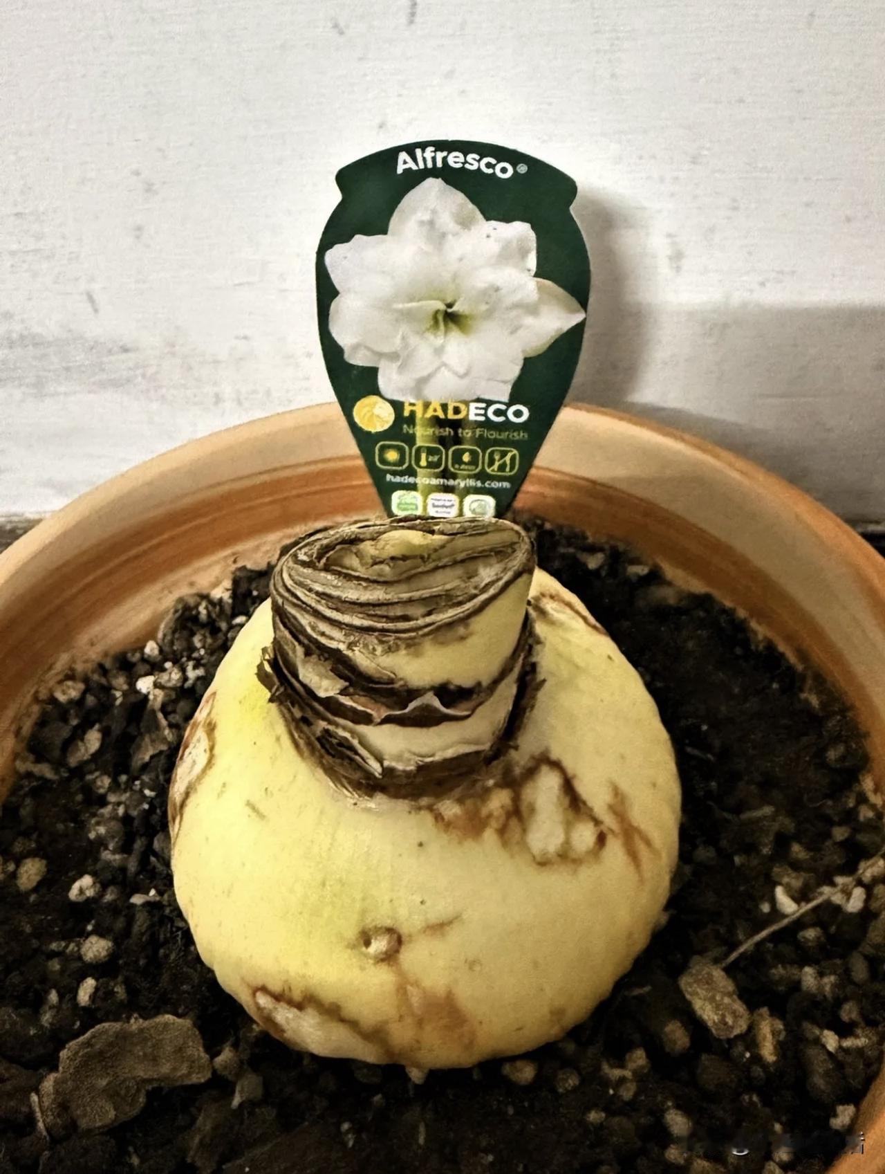 终于等到你！我的阿弗雷开花啦～

1月19号种下，养了三个月，陆陆续续开了三朵花