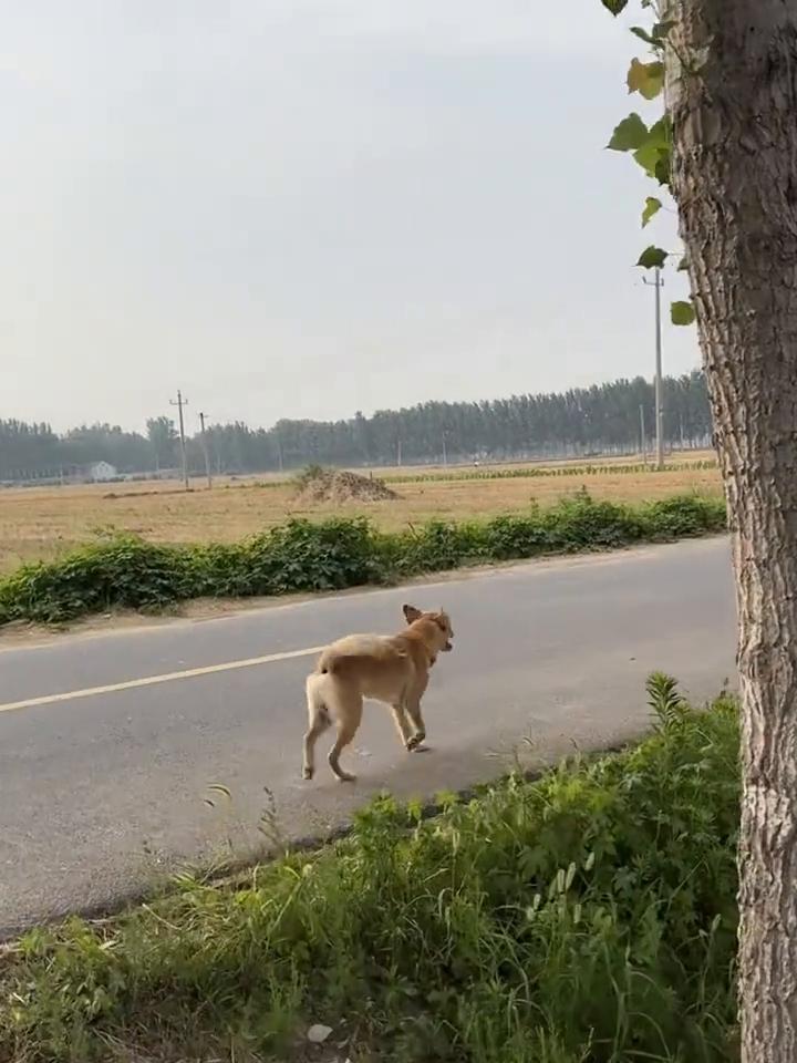 小尾巴摇啊摇，谁来了？快去迎接爷爷。对啦，狗来。