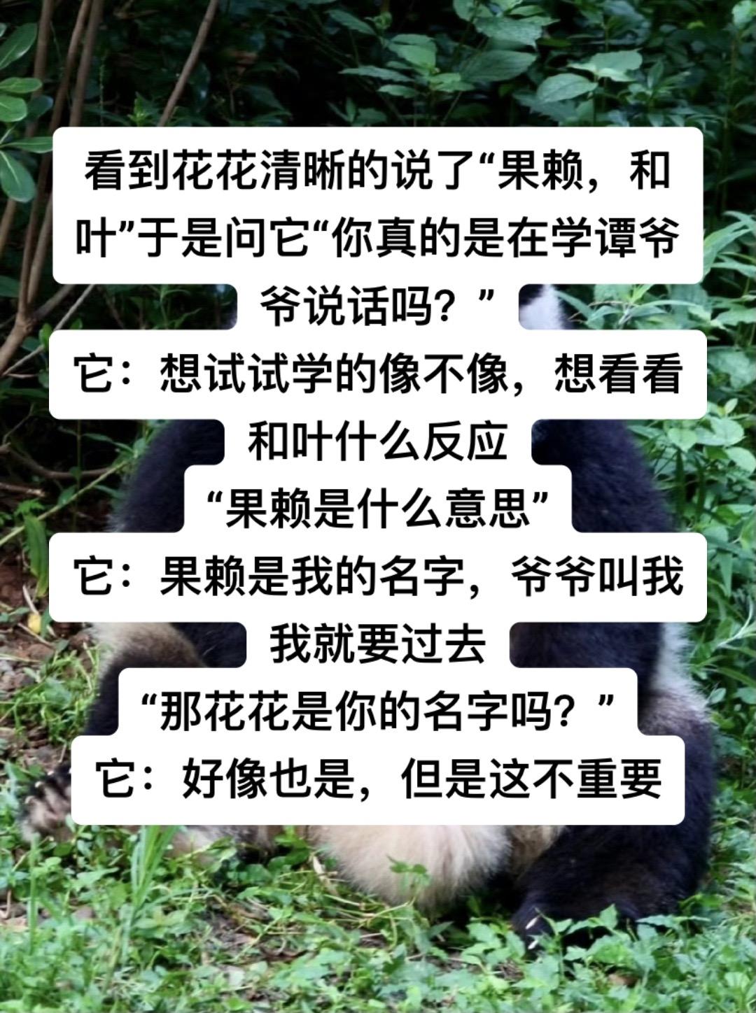 宠物沟通——熊猫花花 笑鼠，真以为果赖是自己的名字