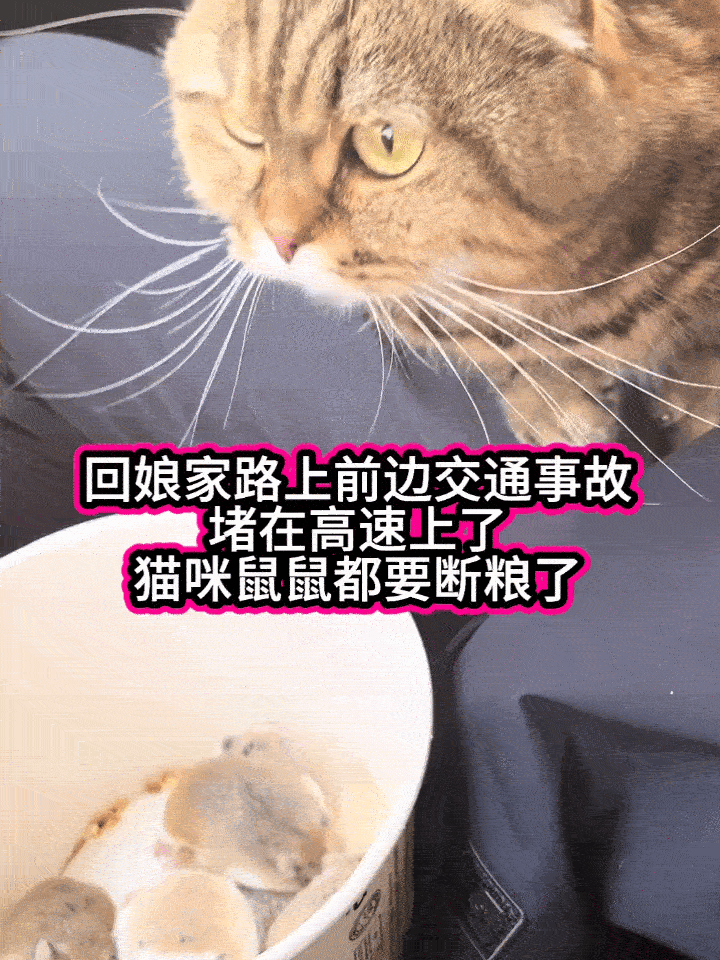 猫和老鼠双方都不会饿太久了 