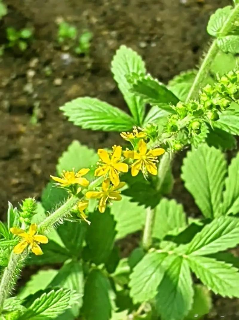 仙鹤草治疑难杂症，确有奇效 仙鹤草的作用，我认为主要是通过强补达到收涩，而不是通