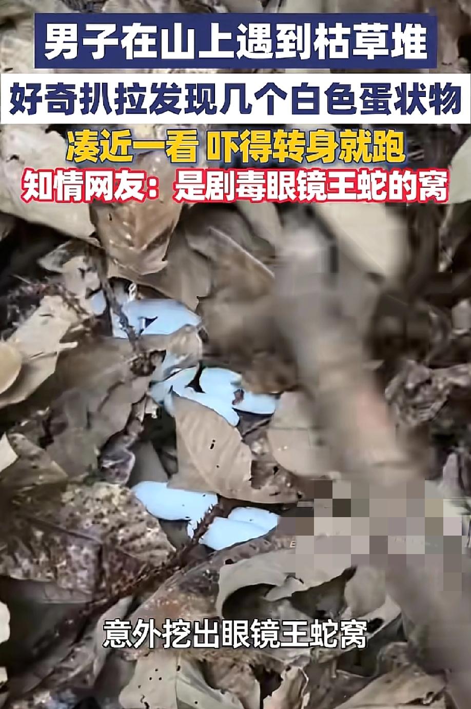 看得人腿都软了！5月18日，大象新闻报道，广东一名男子上山，发现路边一堆枯叶积得