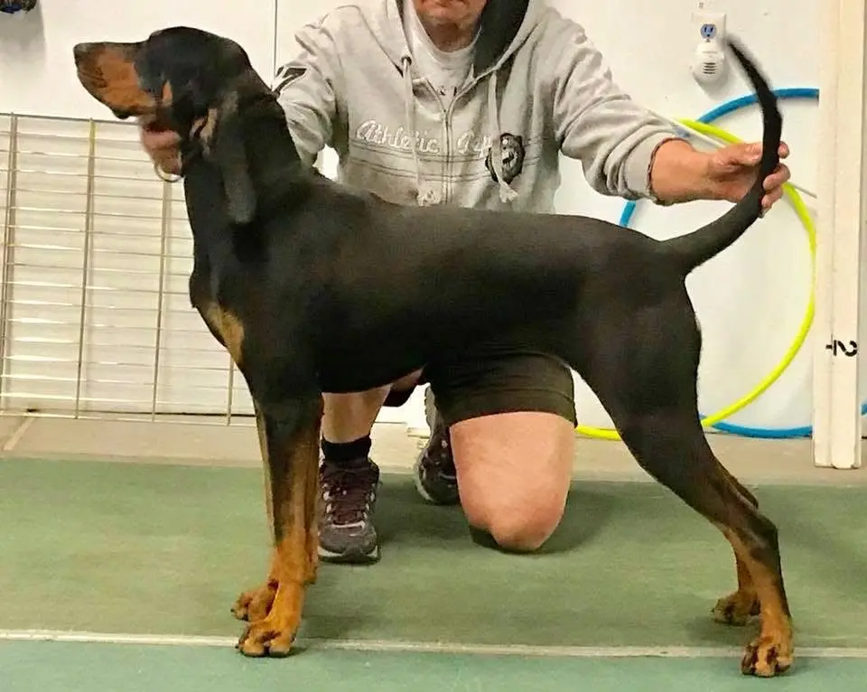 美国🇺🇸（BIack And Tan Coonhound ）黑与棕猎犬