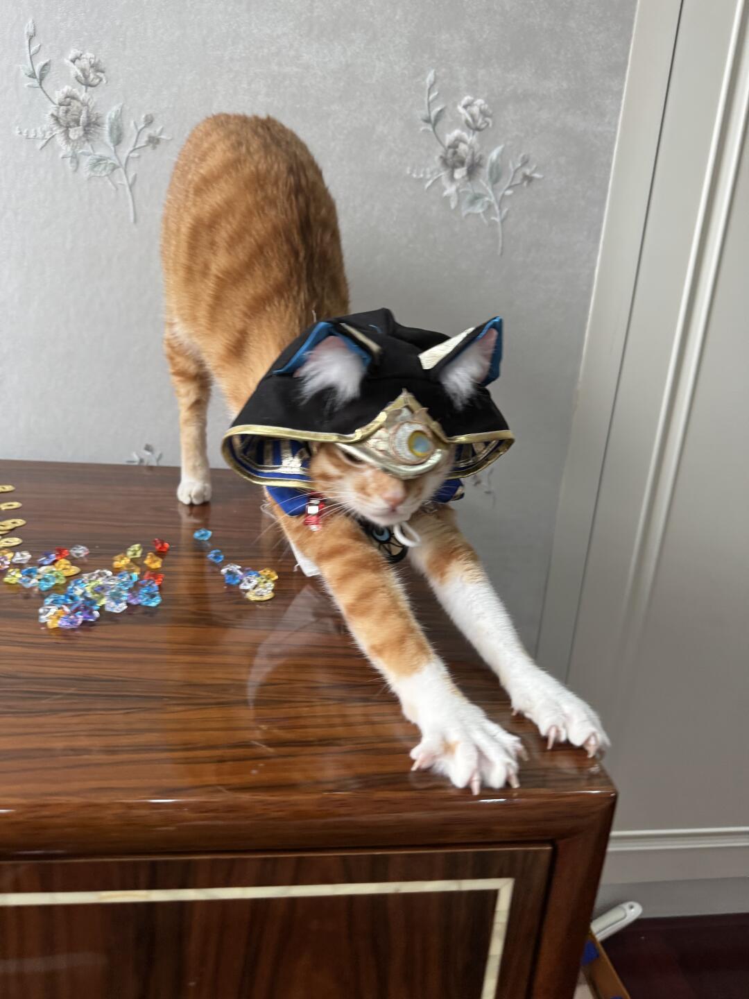人！猫看不见了！