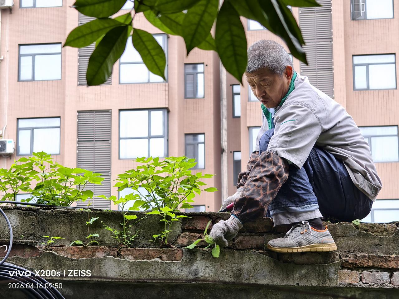 我散步时看见园林工坐墙上剪杂草，我在拍摄的同时，提醒他们注意安全。