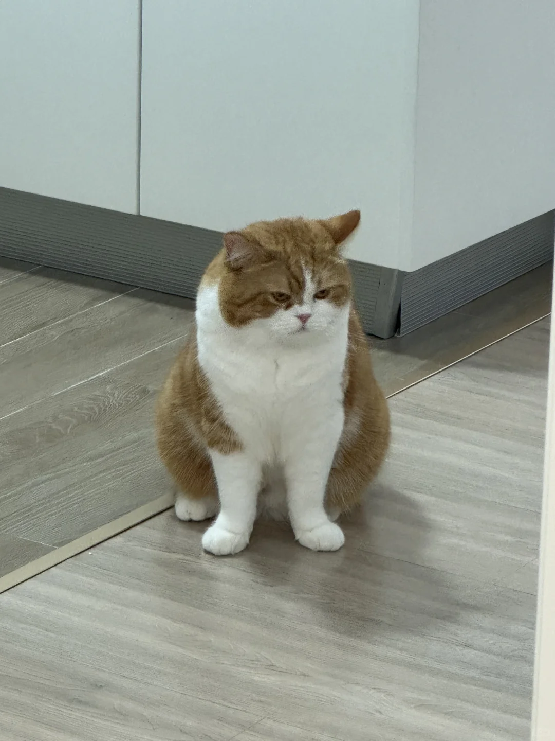 站姿豪迈 一看就是男猫