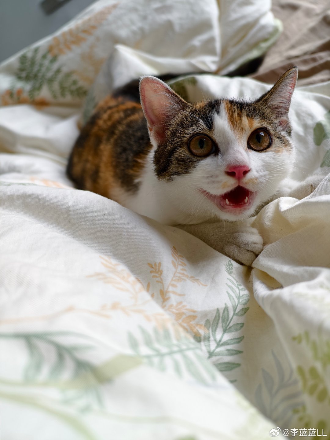 终于回到家了。小猫都变大猫了。 我究竟多久没回家了…？ ​​​