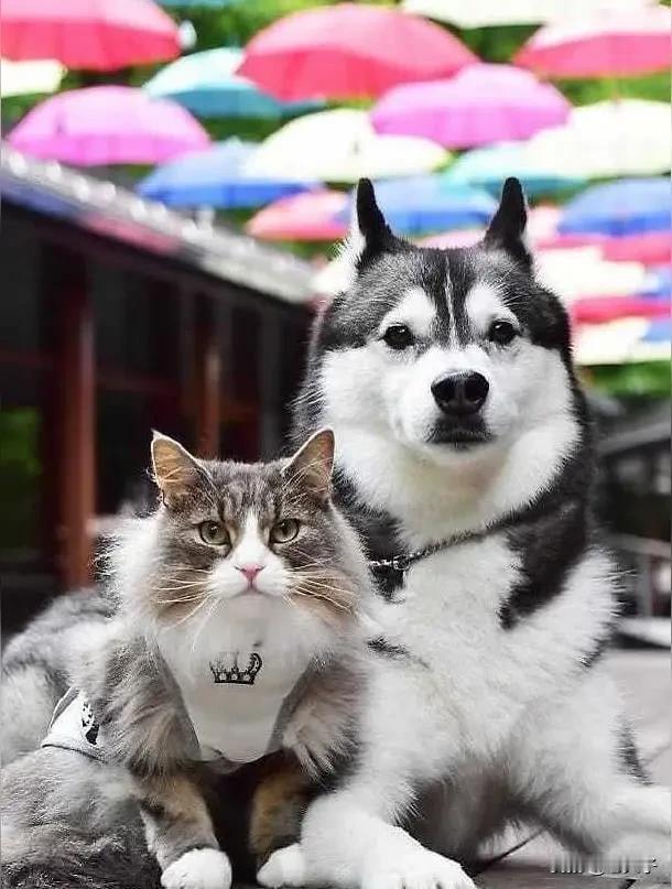 东北方言之（676）打腰：
这句话的中心意思就是有地位，吃得开，说话管用，风光硬