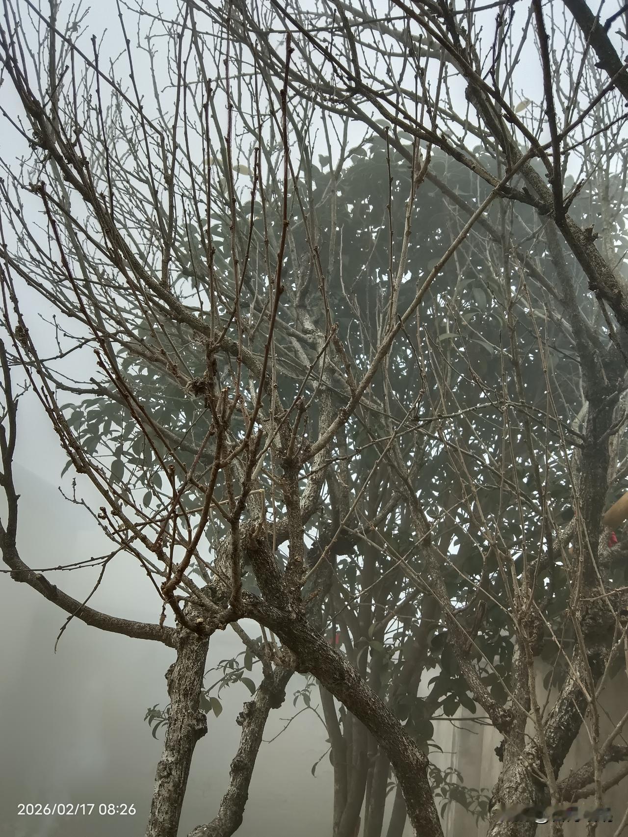 又是春节，一年好运随春到。
       从城里到农村，虽然是禁放烟花爆竹，但