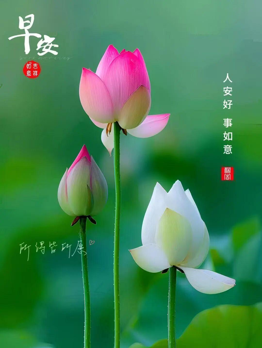 早上好，愿大家青春常驻，快乐无限[玫瑰][玫瑰][玫瑰]