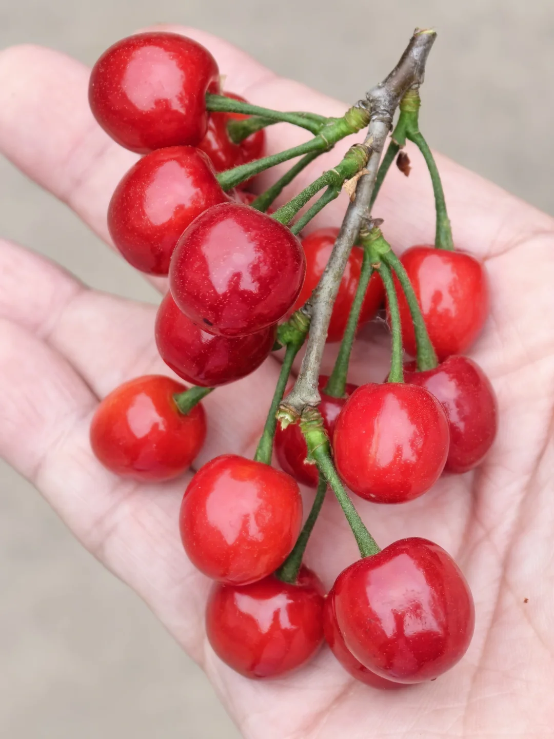 老家院子里的樱桃熟了