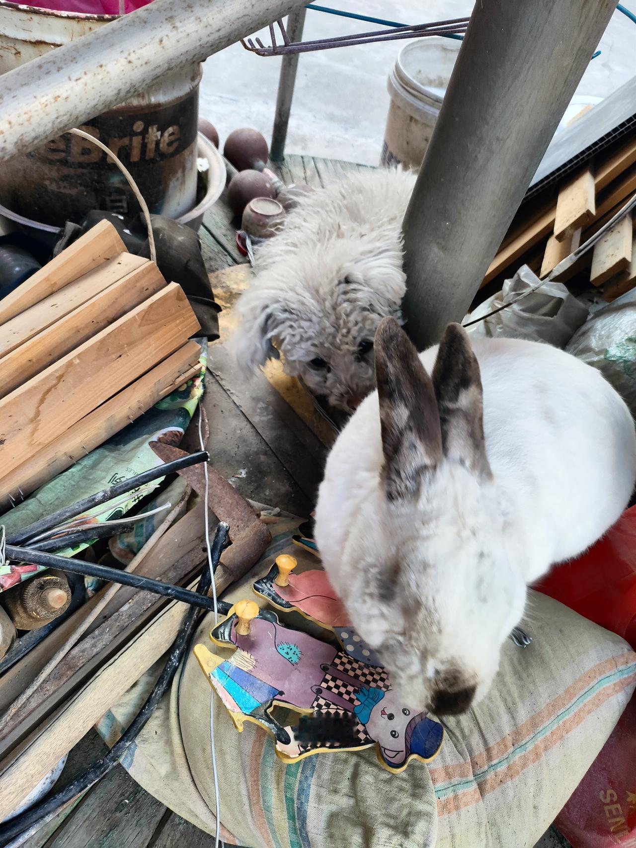 旧物堆里，绒绒的白与蓬松的灰碰出细碎的暖，连杂乱都成了它们私语的幕布。
🥕 被