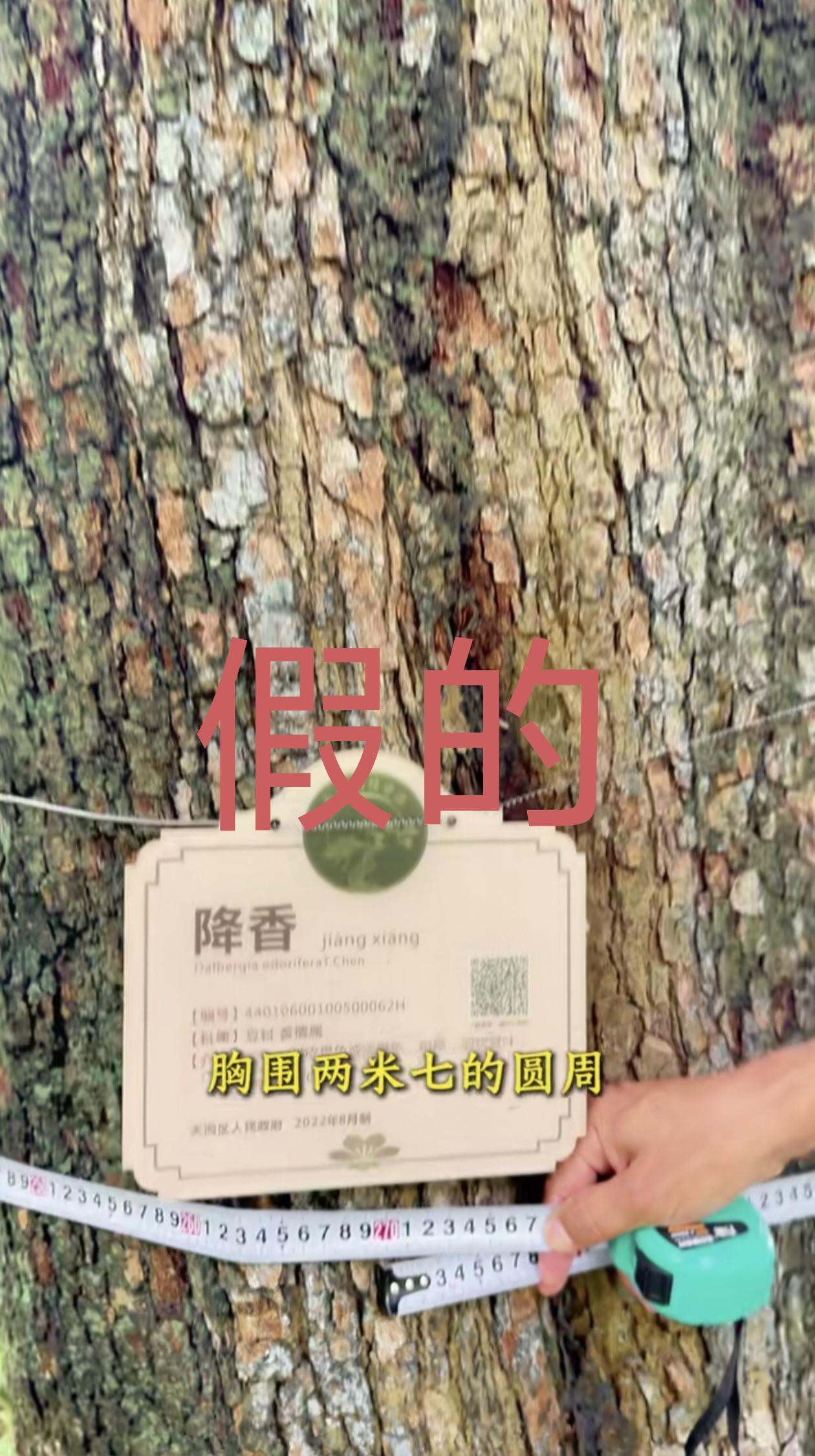 这种五十年代就开始引种的所谓海黄，为什么连国标红木都不是？甚至还不如当年同时一起