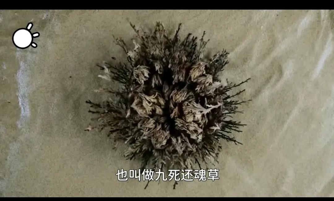 ①墨西哥九死还魂草！[心]又称风滚草，缺水时干枯萎缩成一团，一路御风而行，为了找