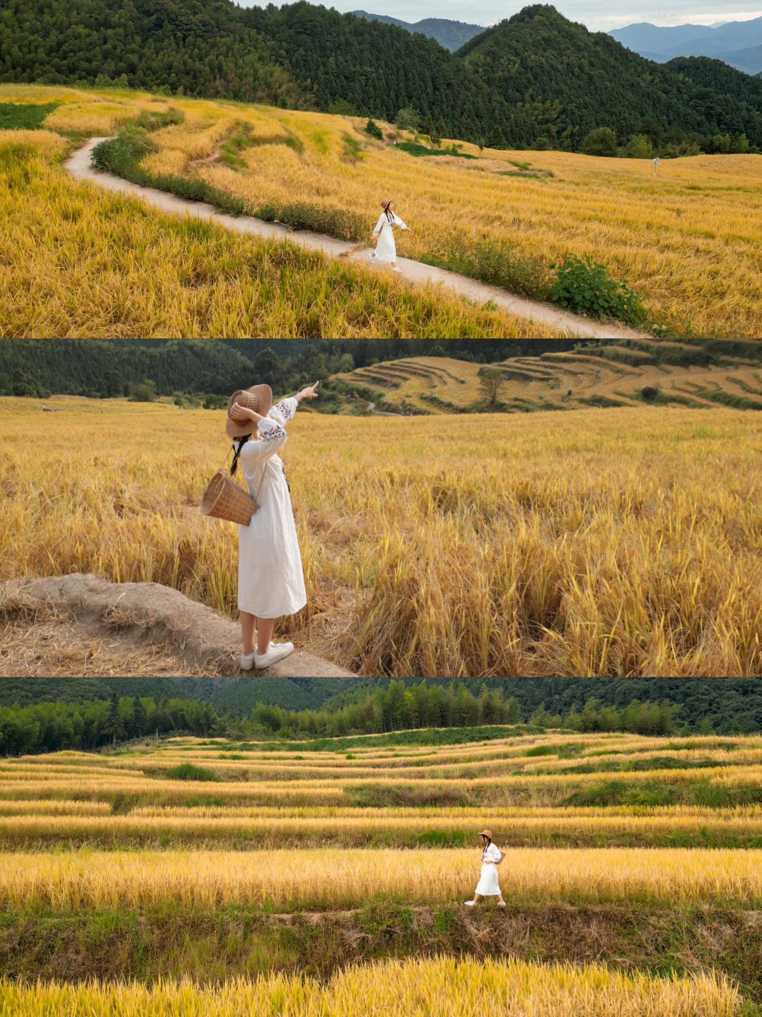 广州周边也有大片金黄梯田🌾十一假期可冲！