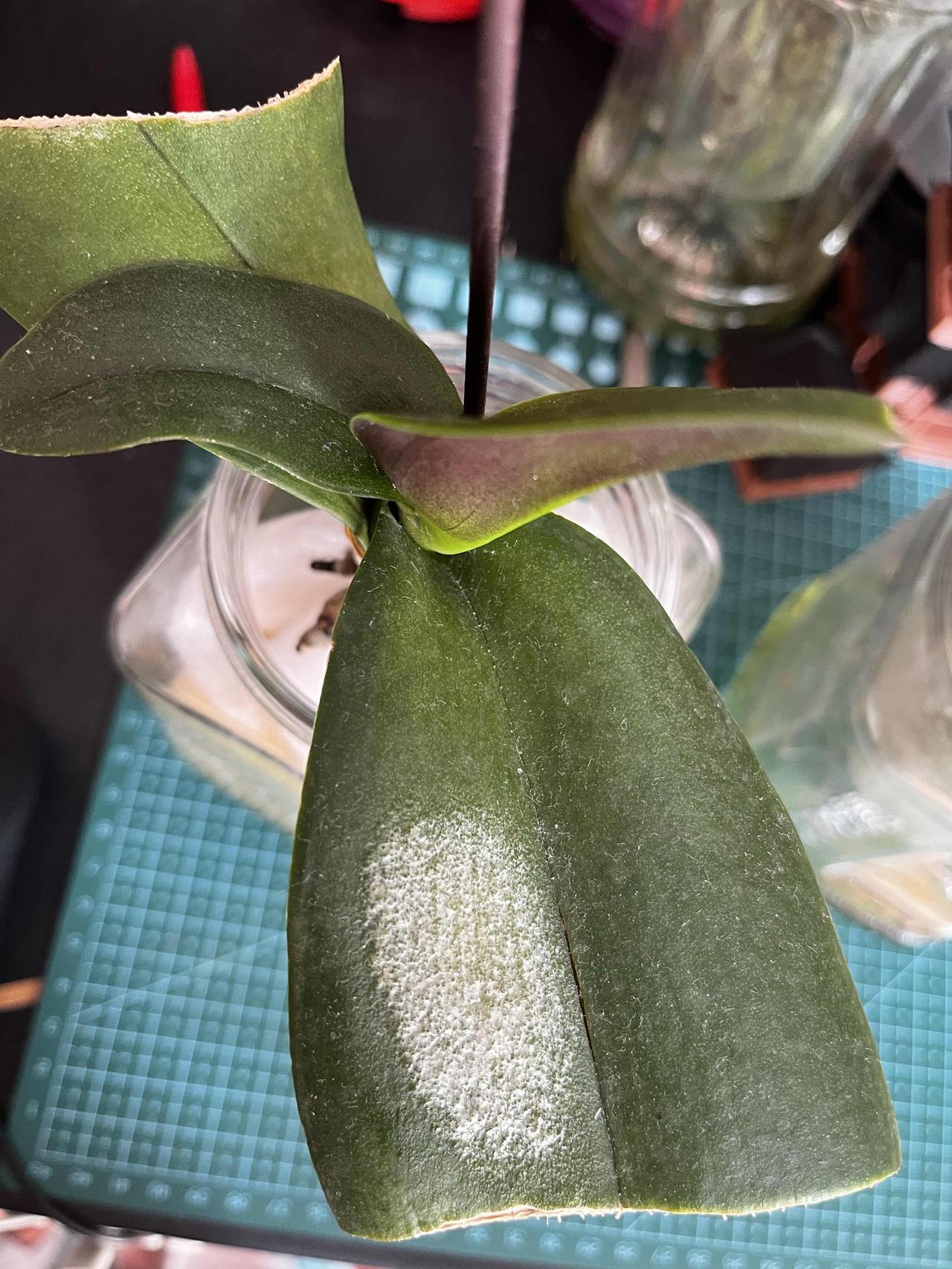 蝴蝶兰叶片上出现白色斑块，是什么情况？
一、发白晒伤的核心原理
叶绿素破坏（发白
