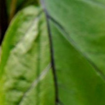 种植茄子：一、种植时间春播：气温稳定在15℃以上（南方2-3月，北方3-4月），