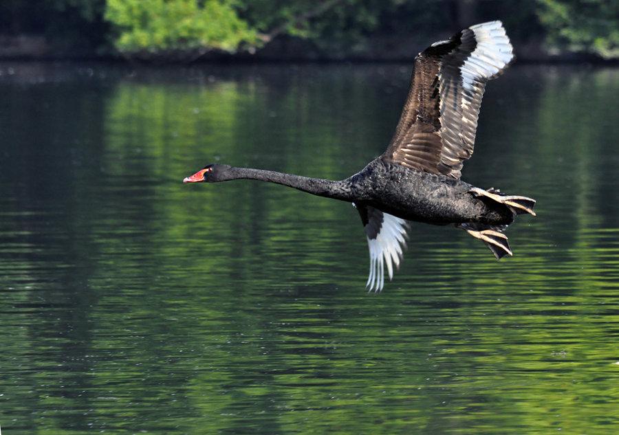特朗普的“黑天鹅”，炸出了全球央行的“真面目”！别慌，降息只是迟到了，绝不会缺席