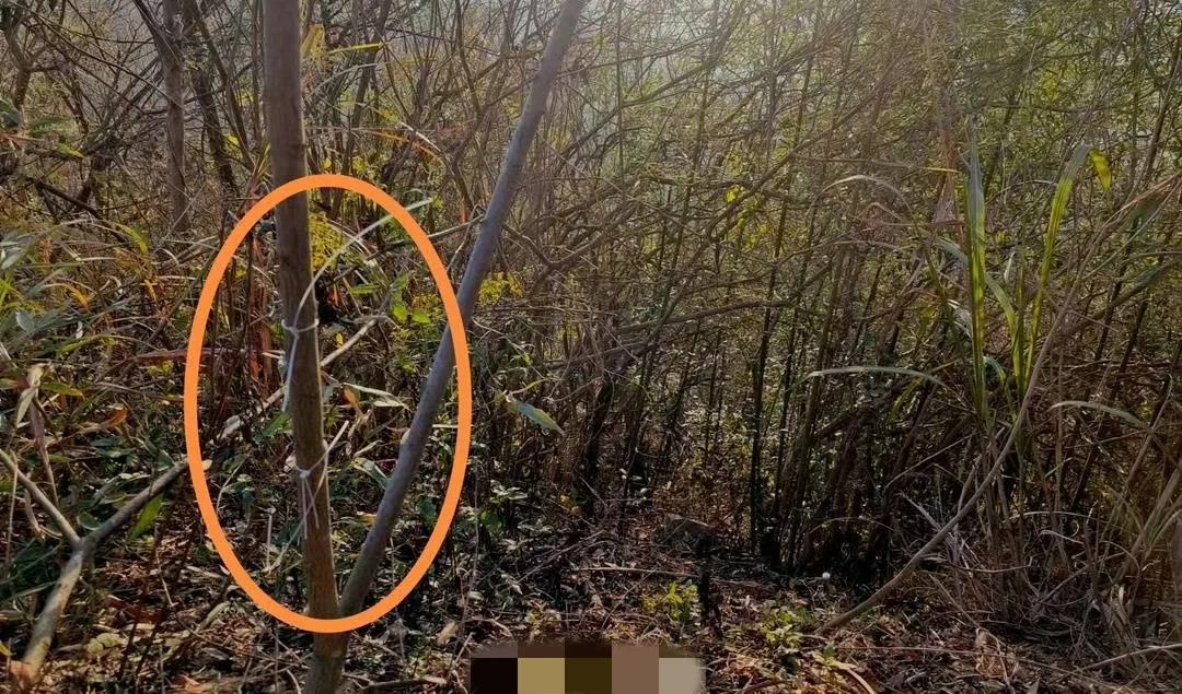 湖北一教师被捕兽电网电击身亡，我发现了3个不容忽视的真相！


1.死者已经51