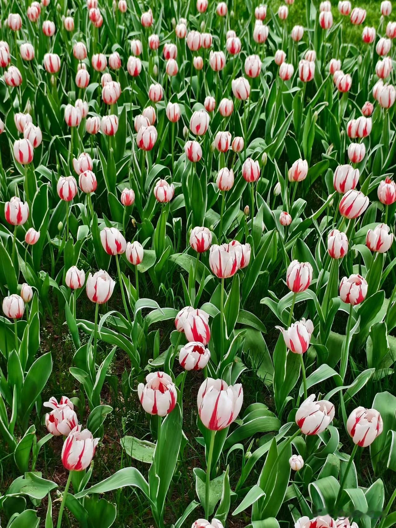 【小对联】
上：偶数；
下：……？