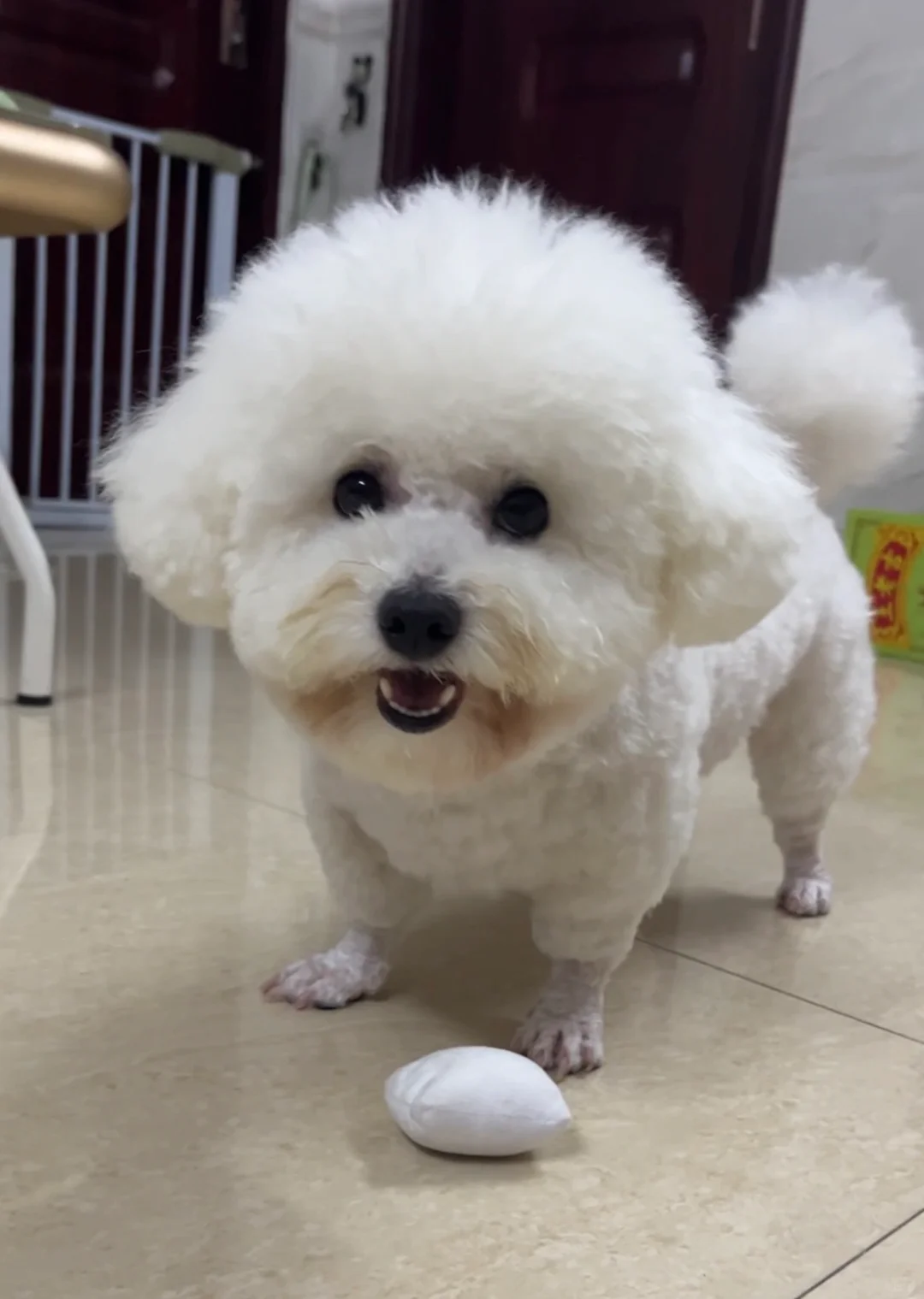 洗完澡就是美狗一只