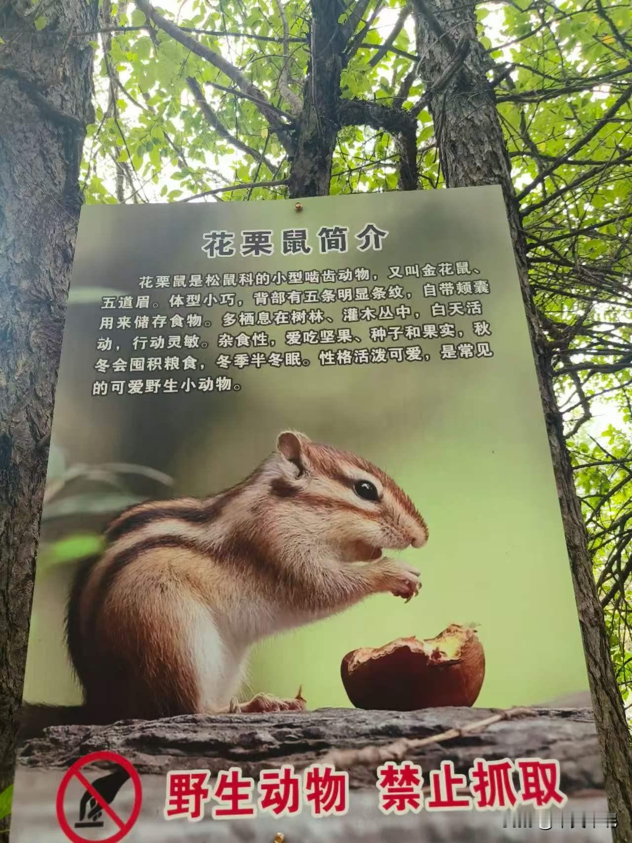 人和动物和谐家园
游走在阿尔山国家森林公园里，看到了花栗鼠投喂点，旁有文字牌，文