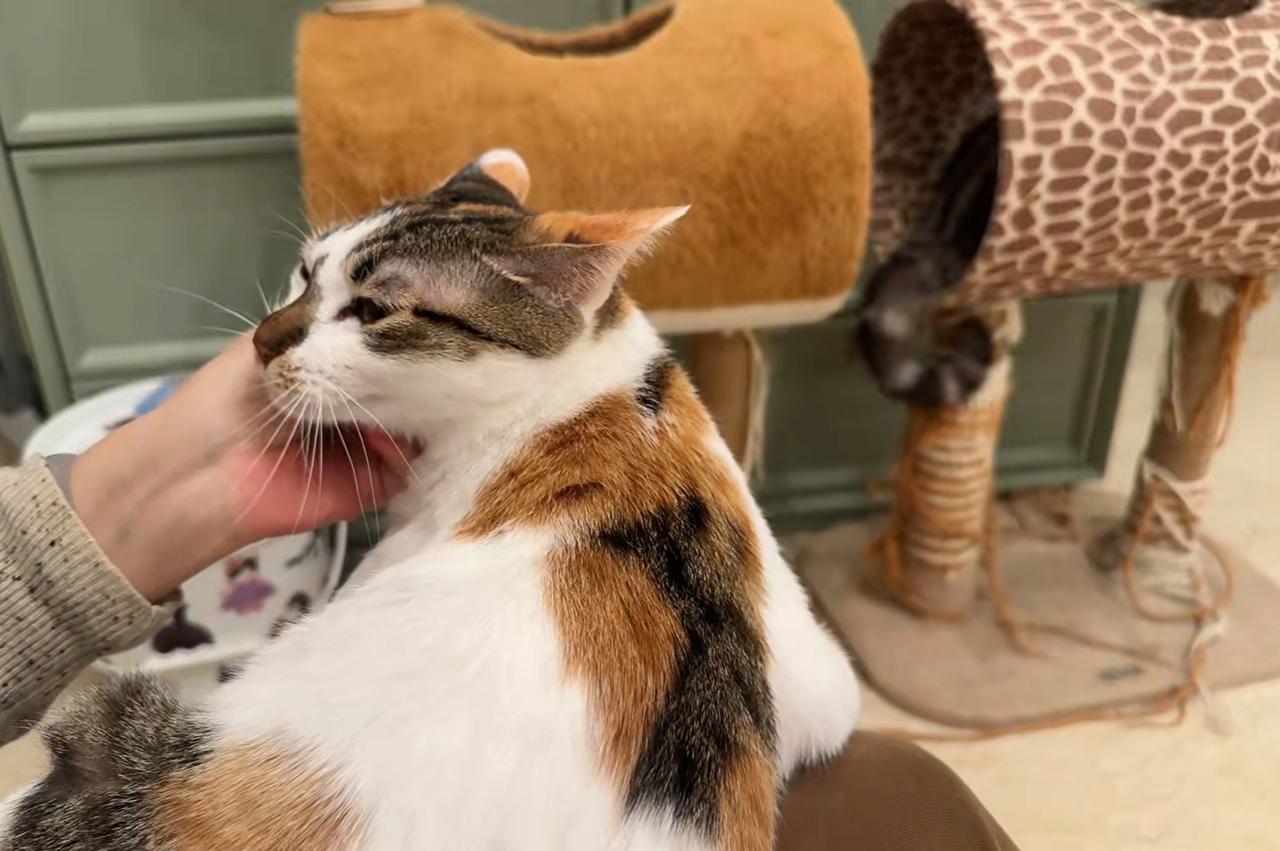 这么可爱的小猫蛇有人喜欢吗？猫德满分，温柔又黏人，距离不是问题，求个靠谱铲屎官共