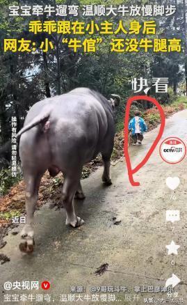 没想到这么平常的一件事被央视转发后居然火了。
 
近日，贵州一个小娃娃放牛的视频