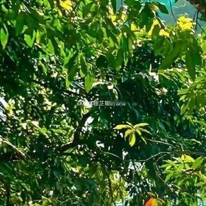 各位读者，在这里先给大家汇报下物价。一个鸡蛋一文钱，一斤大米八文钱，一斤肉二十文