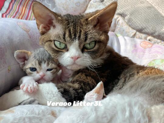 亲生的…绝对哒!!!｜德文卷毛猫