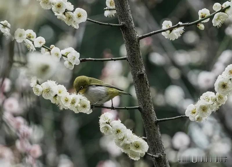 《七律   即景感怀》
蝶舞花丛风醉月，鸟啼柳岸雨惊春。
陶潜梦入桃源境，崔护情