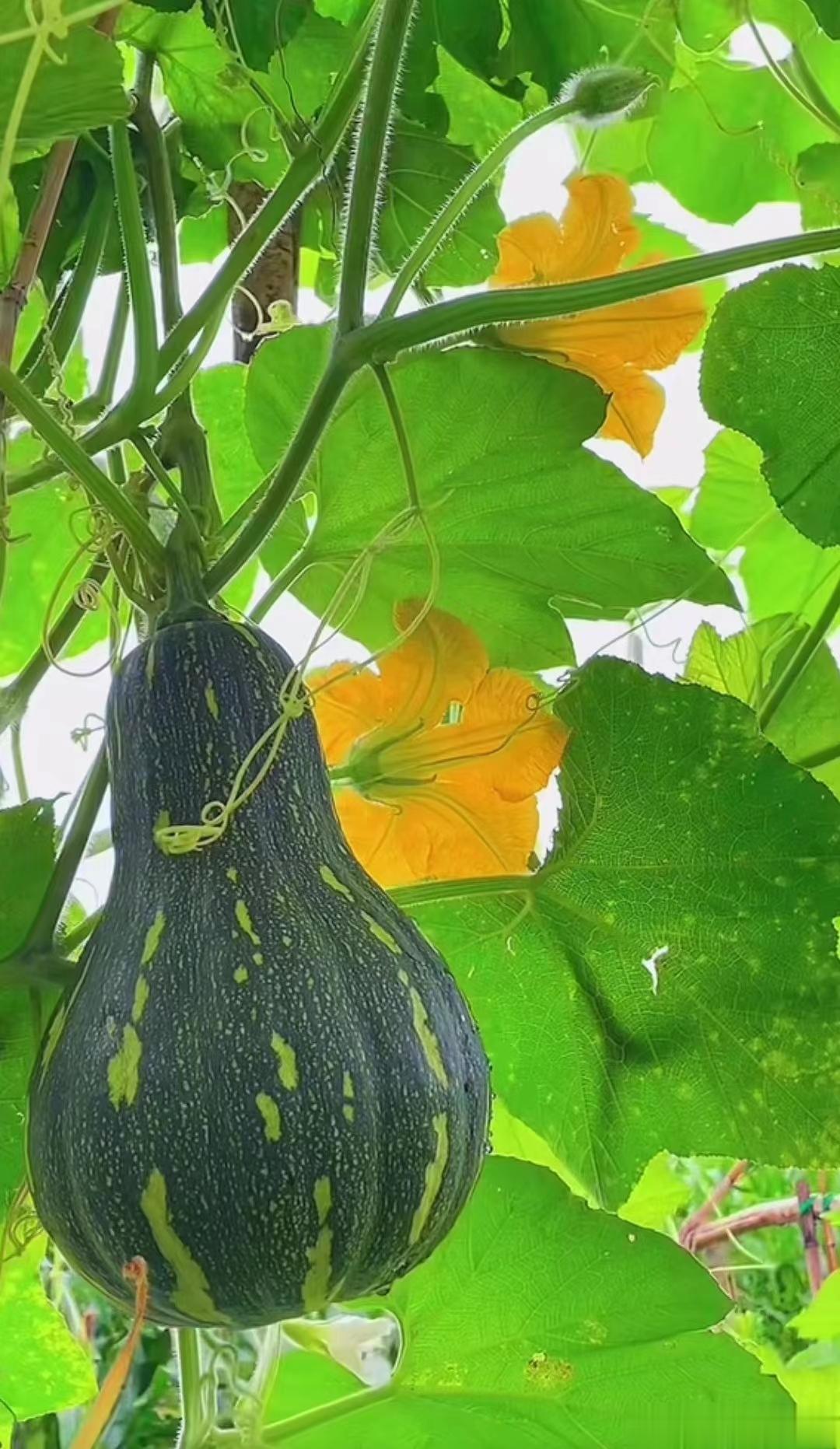 六味地黄丸不是「壮阳药」，3种体质不能服！[ok]它最初用于小儿发育迟缓，现在主