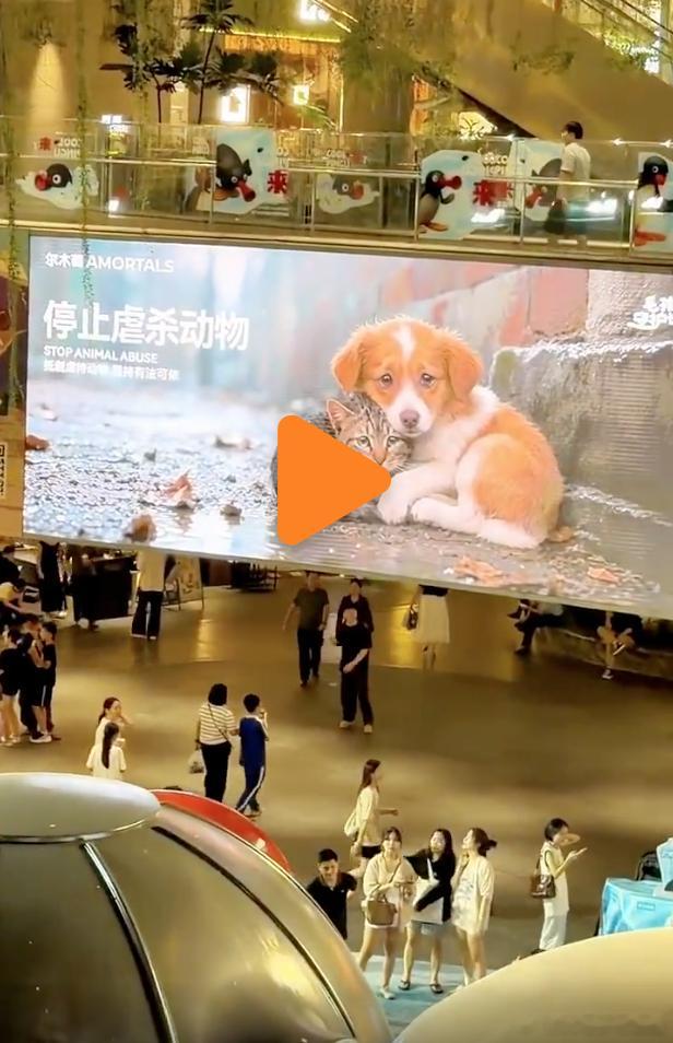 爱是相互的，每年4000万人被猫犬所伤，如何爱得起来？停止虐杀动物，而虐杀其他动