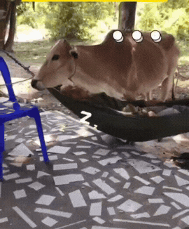 结局万万没想到！
男子睡觉鼾声太大，
把牛都引来了，最后牛兄实在受不了了，
狠狠