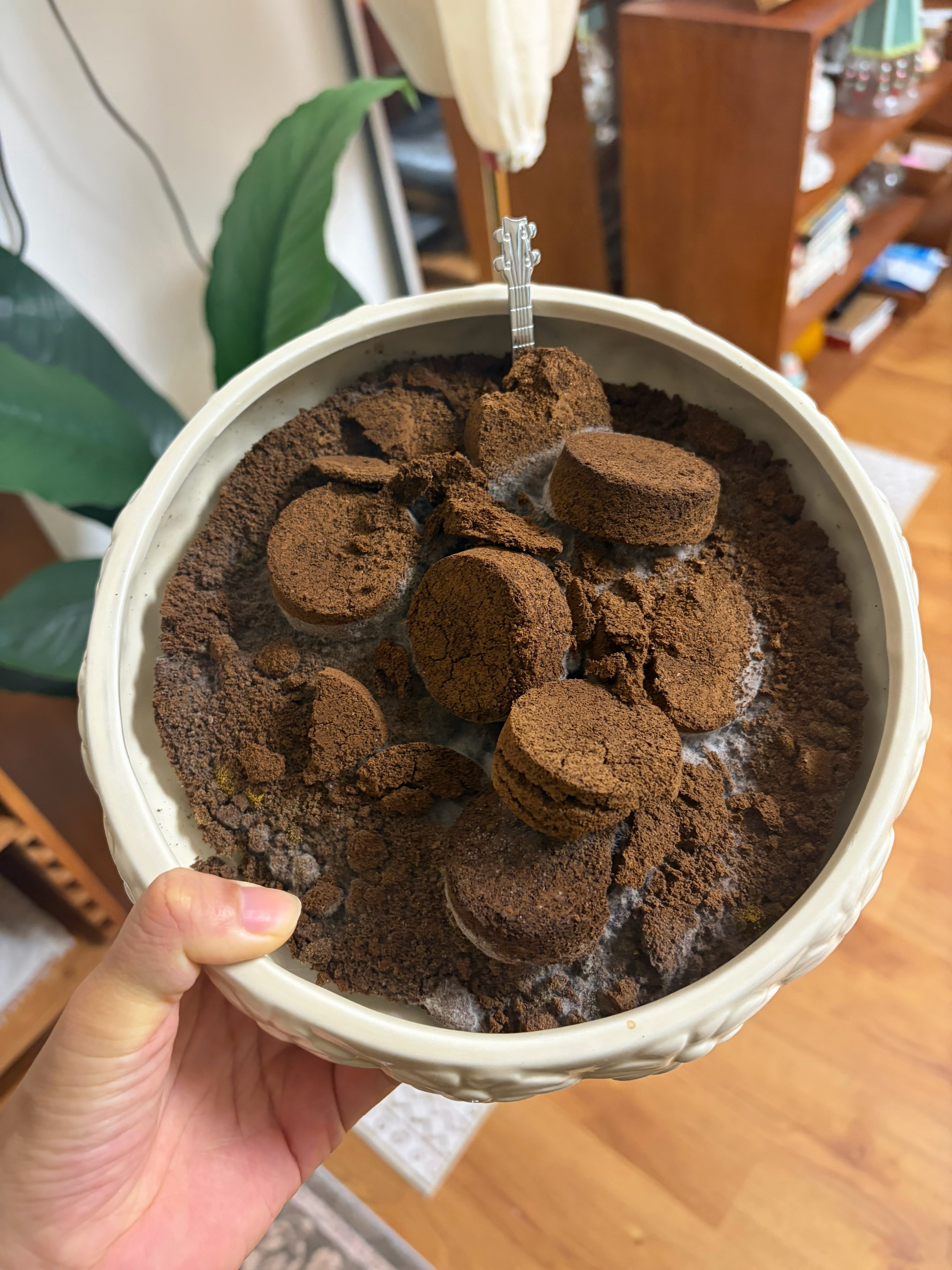 出门两天回到家，发现我攒的咖啡渣都发霉了。。。一股浓烈的臭烟味，一推开门，感觉掉